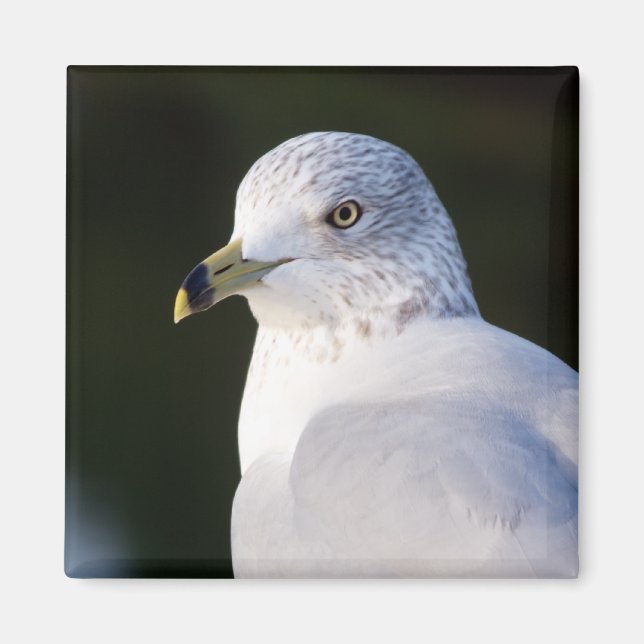 Imã Magnet de Seagull (Frente)