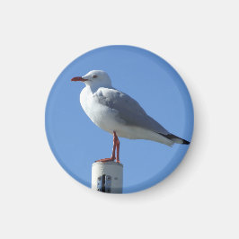 Imã Magnet de Seagull