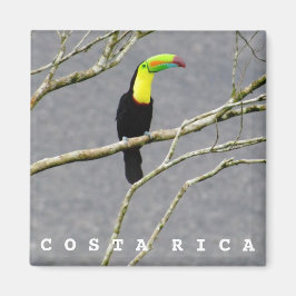 Imã Magnet de Souvenir, Costa Rica Toucan