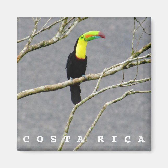 Imã Magnet de Souvenir, Costa Rica Toucan (Frente)