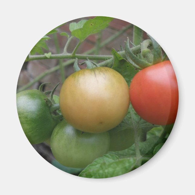 Imã Magnet de Tomates Luzes de Trânsito (Frente)