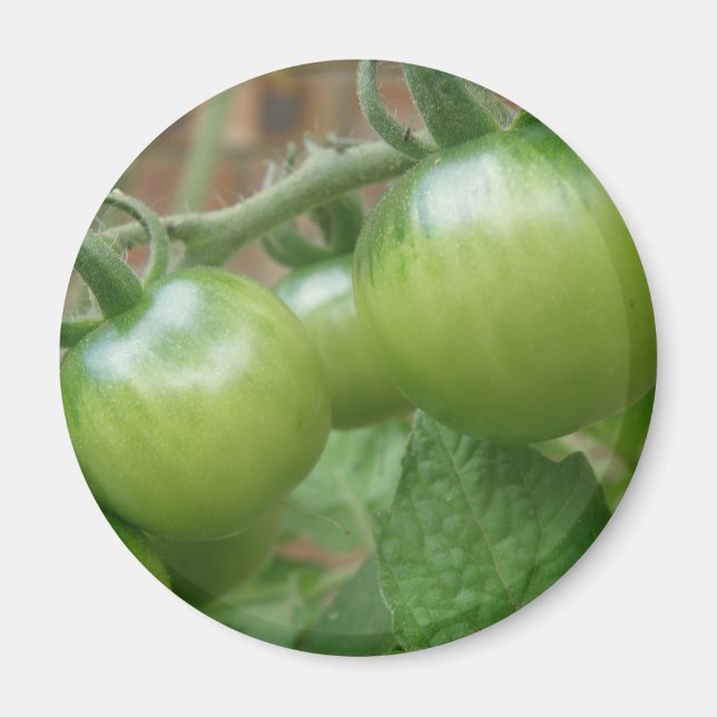 Imã Magnet de Tomates Verdes (Frente)