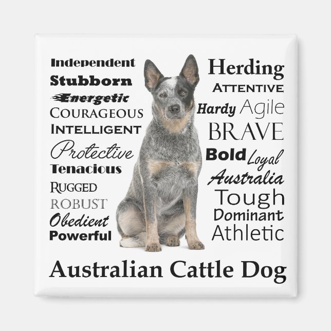 Imã Magnet De Traços De Cães De Bovinos Australianos (Frente)