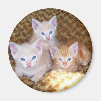 Imã Magnet De Três Pequenos Gatinhos