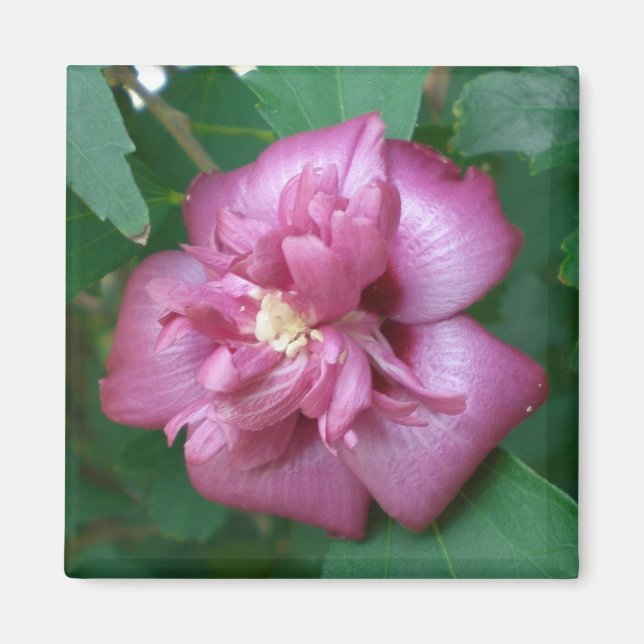 Imã Magnet de um Rosa de Sharon começando a florir (Frente)