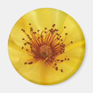 Imã Magnet do Centro Rosa Amarelo
