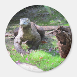Imã Magnet do Dragão Komodo