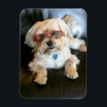 Ímã Magnet do Refrigerador de Fotos Personalizado<br><div class="desc">Magnet do Refrigerador de Fotos Personalizado</div>