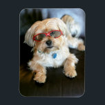 Ímã Magnet do Refrigerador de Fotos Personalizado<br><div class="desc">Magnet do Refrigerador de Fotos Personalizado</div>