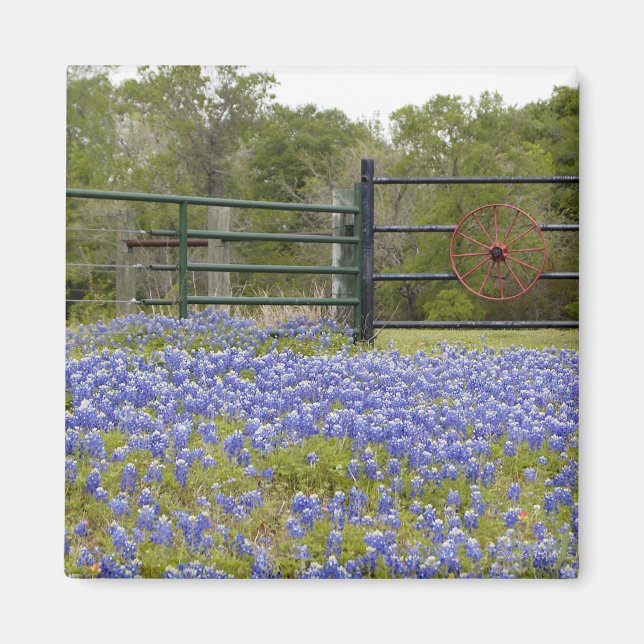 Imã Magnet do Texas Bluebonnets (Frente)