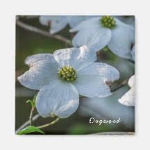 Magnet Dogwood