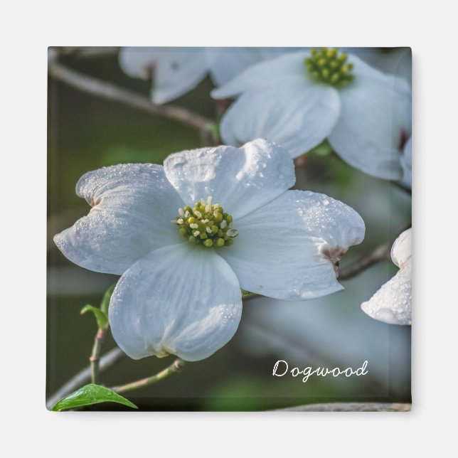 Imã Magnet Dogwood (Frente)