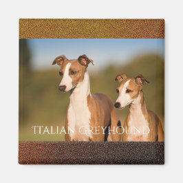 Imã Magnet dos galgos italianos