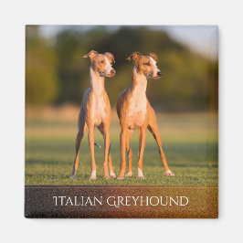 Imã Magnet dos galgos italianos