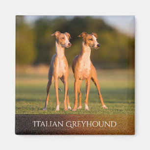 Imã Magnet dos galgos italianos