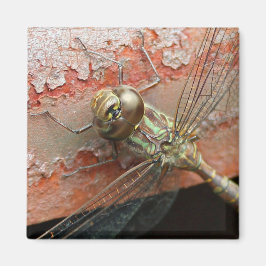 Imã Magnet Dragonfly ouro