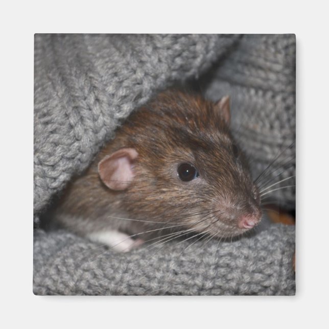 Imã Magnet Dumbo Rat (Frente)