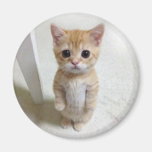 Imã Magnet El Gato Cat Meme