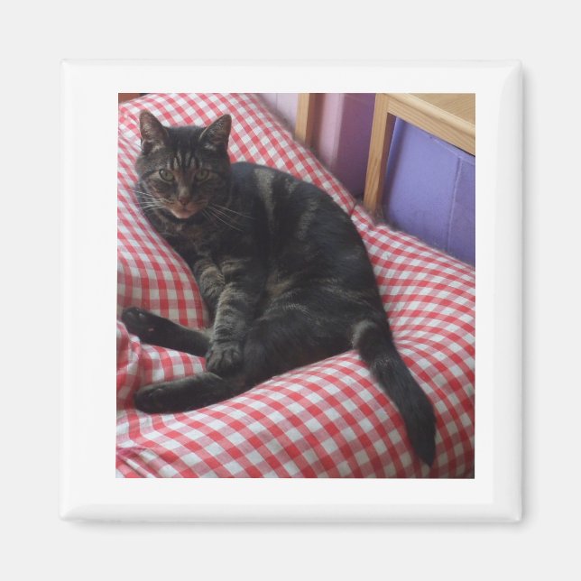 Imã Magnet Esquadrado de Dave Bonito (Frente)