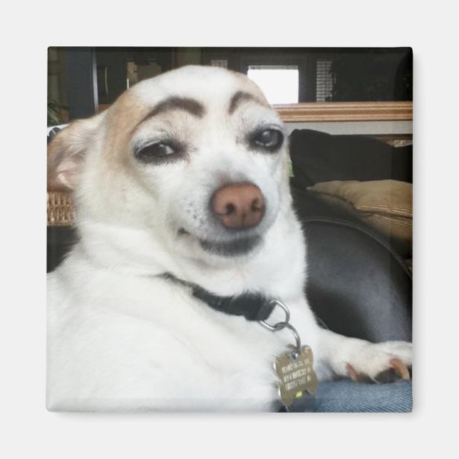 Imã Magnet Eyebrow Dog Meme (Frente)