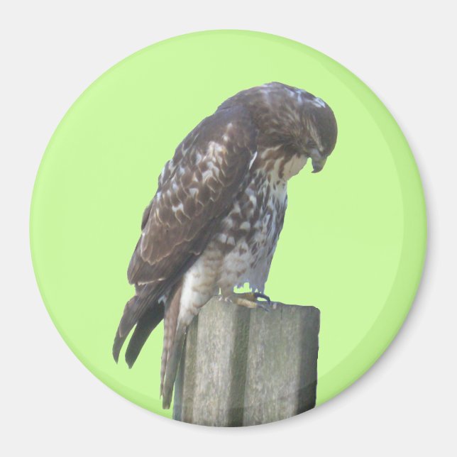 Imã Magnet - Falcão (Frente)