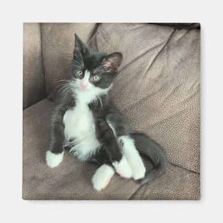 Imã Magnet Feliz Kitten