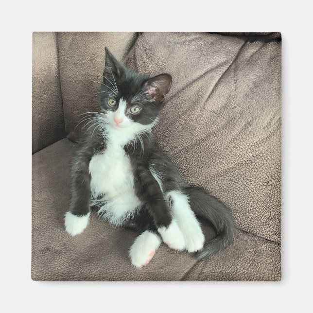 Imã Magnet Feliz Kitten (Frente)