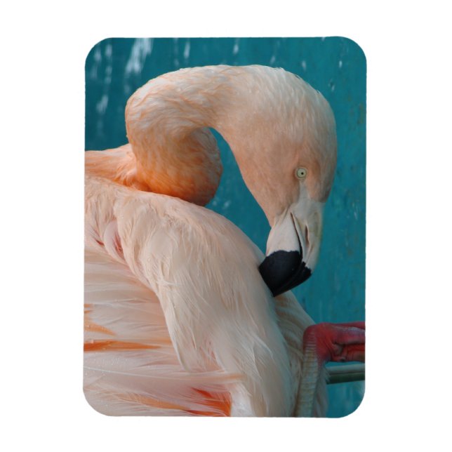 Ímã Magnet Flamingo rosa (Vertical)