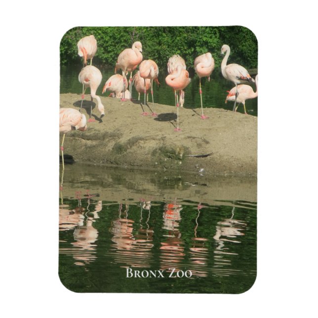 Ímã Magnet - Flamingos no zoológico de Bronx (Vertical)