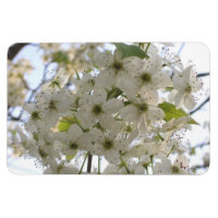 Magnet - Flexi - Blooming Bradford Pear