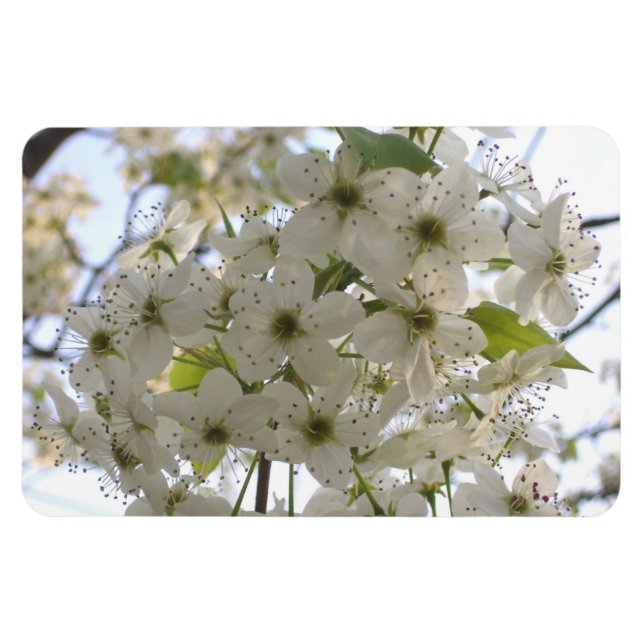 Ímã Magnet - Flexi - Blooming Bradford Pear (Horizontal)