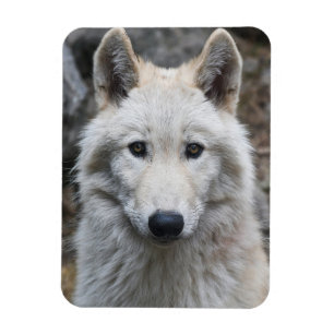 ÍMÃ MAGNET FLEXÍVEL DE LOBO BRANCO