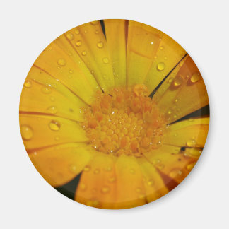 Imã Magnet - Flor amarela com gotas de água