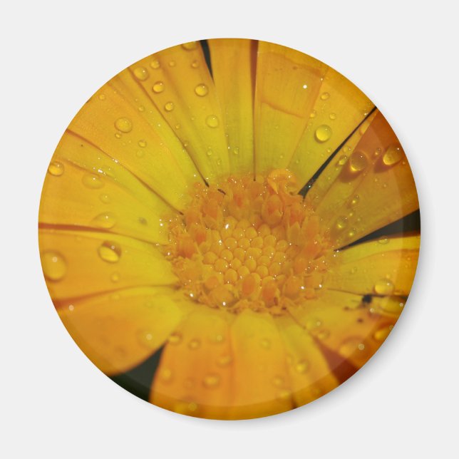 Imã Magnet - Flor amarela com gotas de água (Frente)