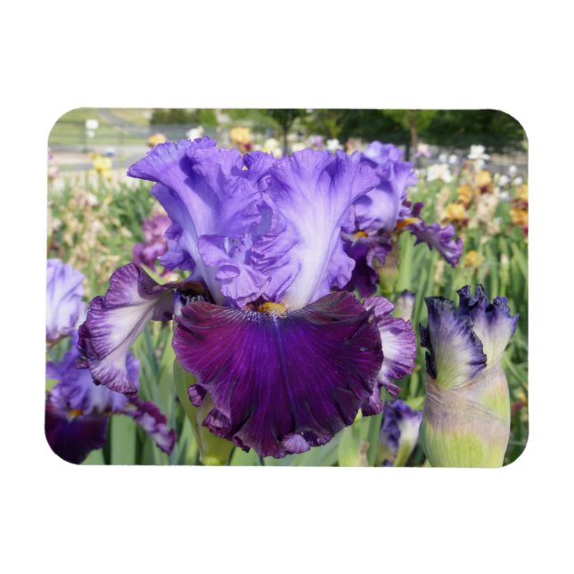 Ímã MAGNET FLOR IRIS Horizontal (Horizontal)