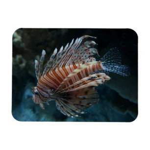 Ímã Magnet Fotográfico de Lionfish Vermelho