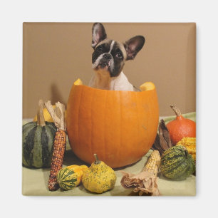 Imã Magnet französische Bulldogge Halloween
