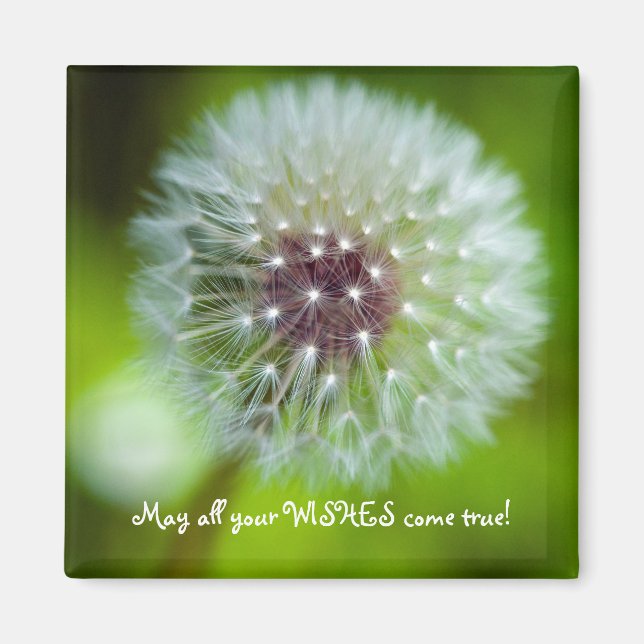 Imã Magnet Frigorífico Dandelion (Frente)