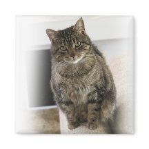 Magnet Gato Bonito, Bonito e Amigável