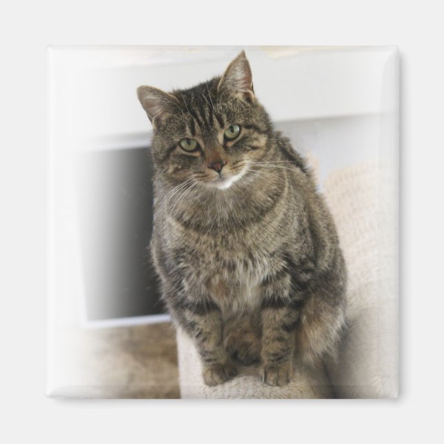 Imã Magnet Gato Bonito, Bonito e Amigável (Frente)