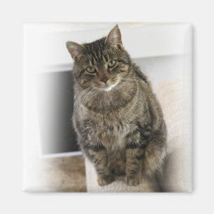 Imã Magnet Gato doce, bonitinho e amigável