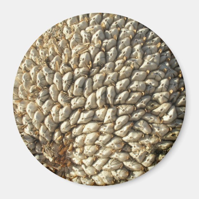 Imã Magnet - Geometria do girassol (Frente)