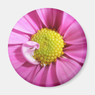 Imã Magnet, Gerber Daisy