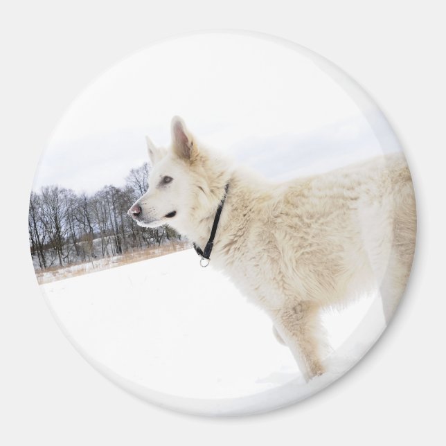 Imã Magnet german shepherd branco (Frente)