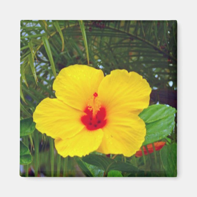 Imã Magnet, Havaí - Hibiscus Amarelo (Frente)