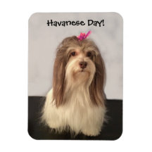 Magnet, HAVANESE DAY, por Nancy Lee Garrett