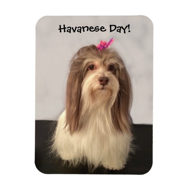 Ímã Magnet, HAVANESE DAY, por Nancy Lee Garrett (Vertical)