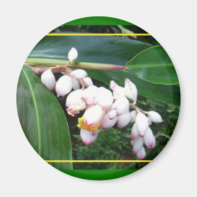 Imã Magnet-Hawaii Shell Ginger (Frente)