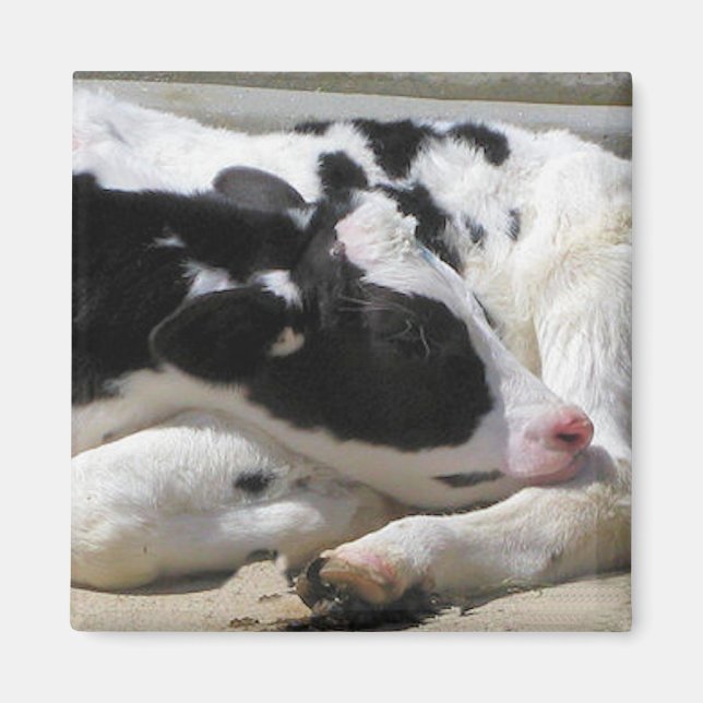 Imã Magnet, Heifer, Fotografia de Vaca Bebê (Frente)