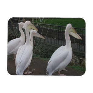 Ímã Magnet Heron Family 3"x4"